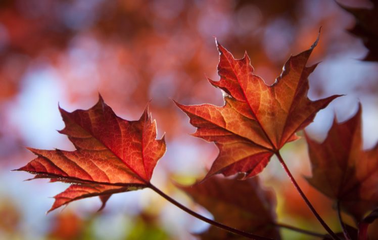 closeup, Foliage, Maple, Nature HD Wallpaper Desktop Background