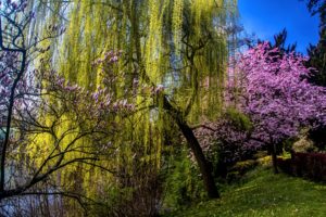 spring, Flowering, Trees, Nature