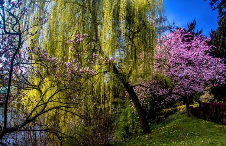 spring, Flowering, Trees, Nature HD Wallpaper Desktop Background