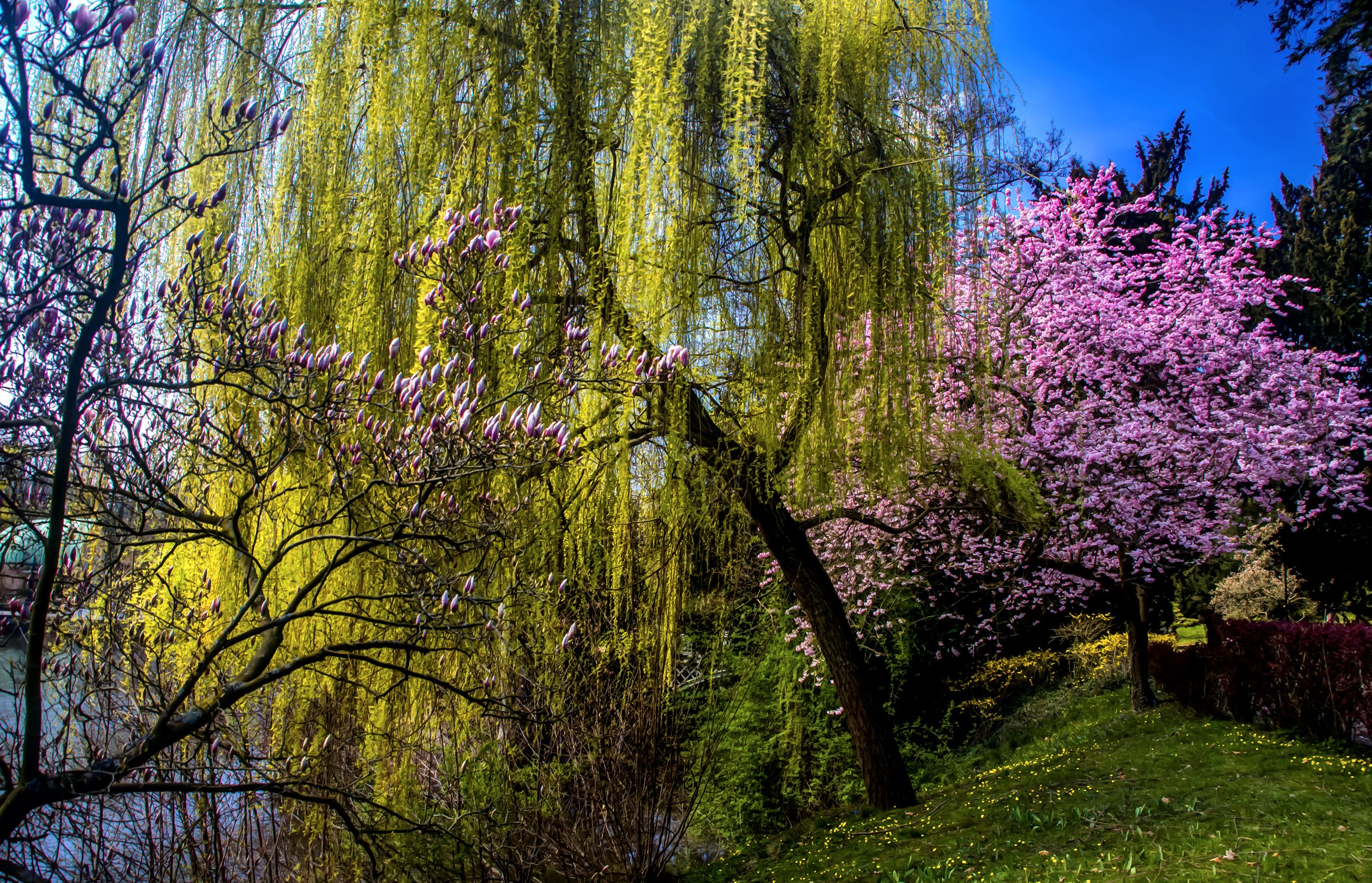 spring, Flowering, Trees, Nature Wallpaper