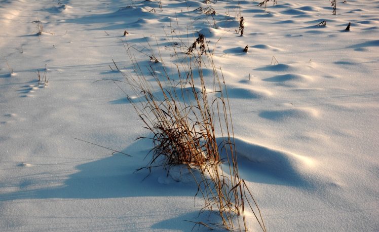 winter, Snow, Grass, Nature HD Wallpaper Desktop Background