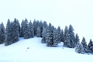 winter, Fir, Snow, Nature