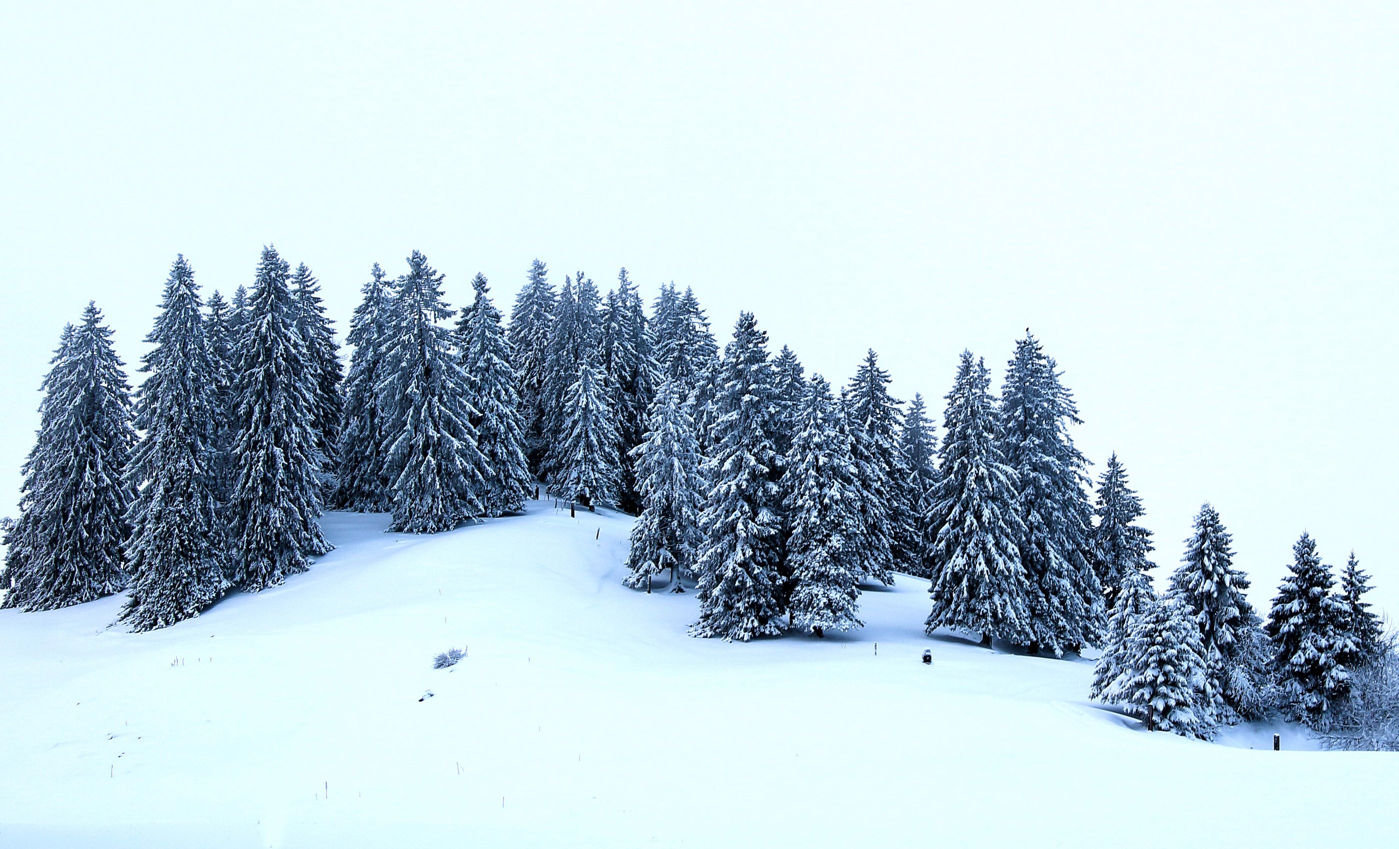 winter, Fir, Snow, Nature Wallpaper