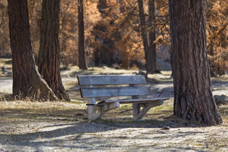 bench, Trees, Nature HD Wallpaper Desktop Background