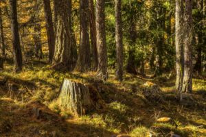 iceland, Forests, Tree, Stump, Trunk, Tree, Nature