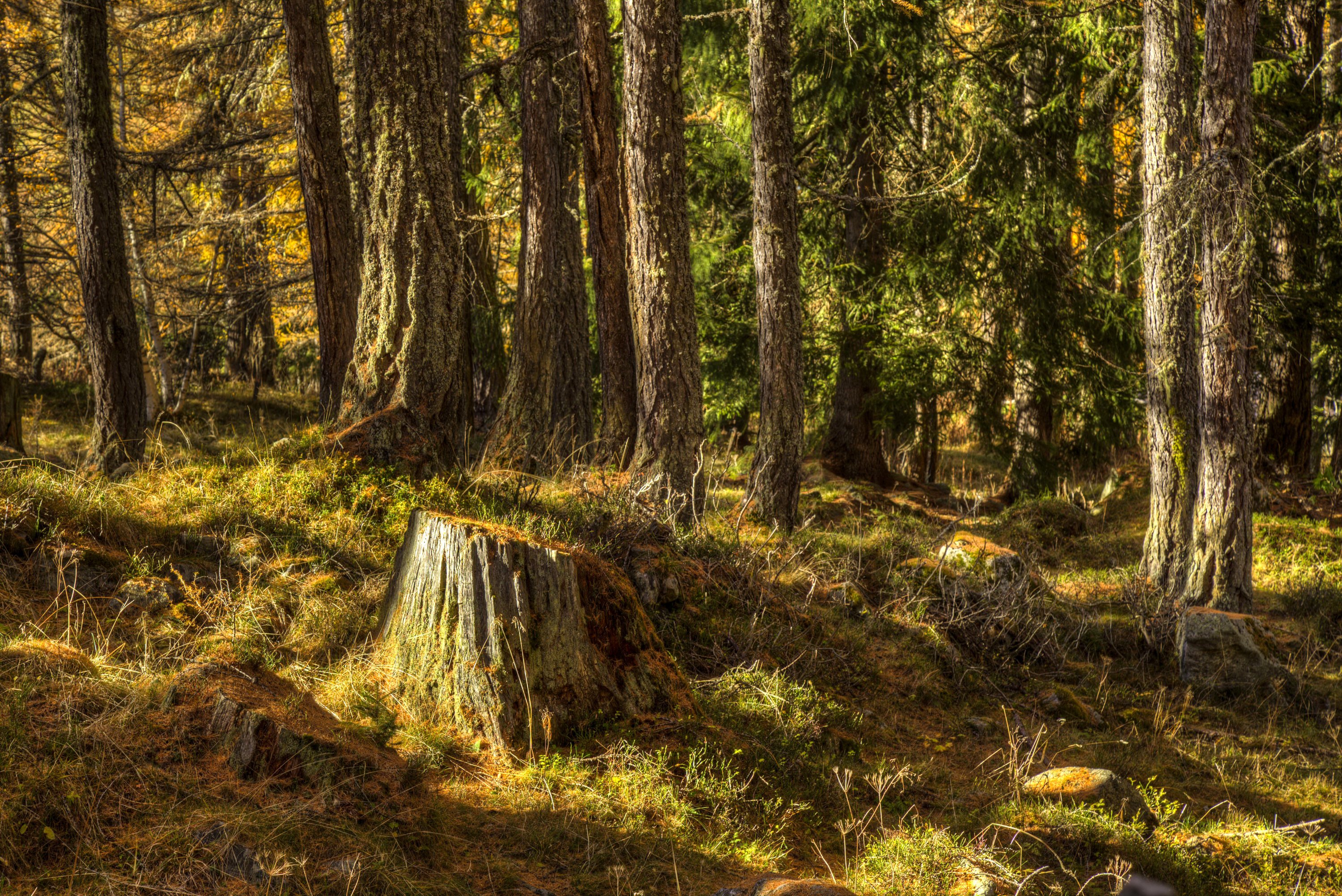 iceland, Forests, Tree, Stump, Trunk, Tree, Nature Wallpaper