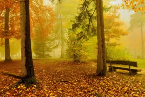 autumn, Trees, Bench, Nature