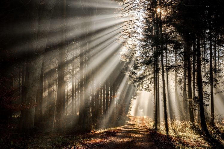 forests, Rays, Of, Light, Trees, Nature HD Wallpaper Desktop Background