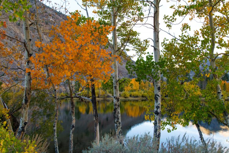 lake, Autumn, Birch, Trunk, Tree, Nature, Wallpapers HD Wallpaper Desktop Background