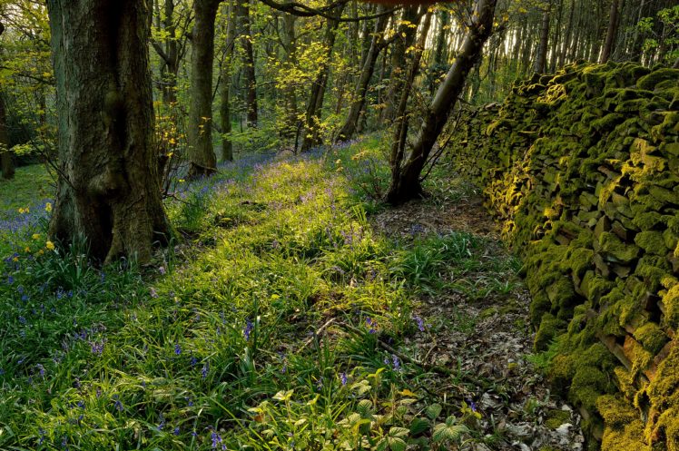 forests, Moss, Grass, Trees, Nature HD Wallpaper Desktop Background