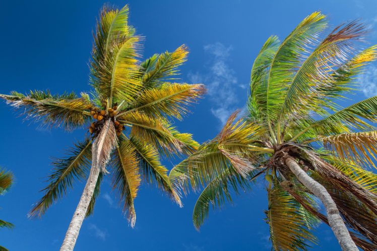 sky, Palma, Trees, Nature HD Wallpaper Desktop Background