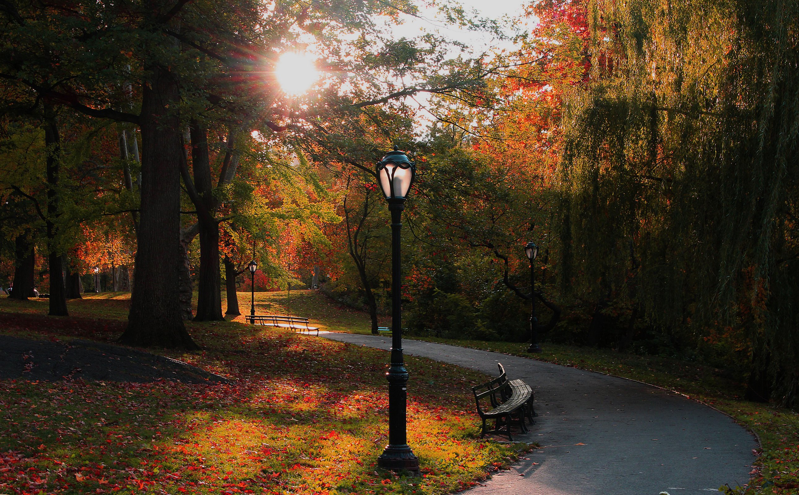 usa, Parks, Autumn, New, York, City, Trees, Street, Lights, Bench, Nature Wallpaper