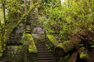 usa, Forests, Stairs, Moss, Forest, Park, Portland, Oregon, Nature