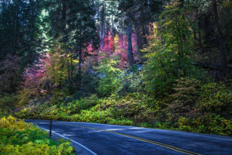 usa, Parks, Roads, Trees, Sequoia, National, Park, Nature HD Wallpaper Desktop Background