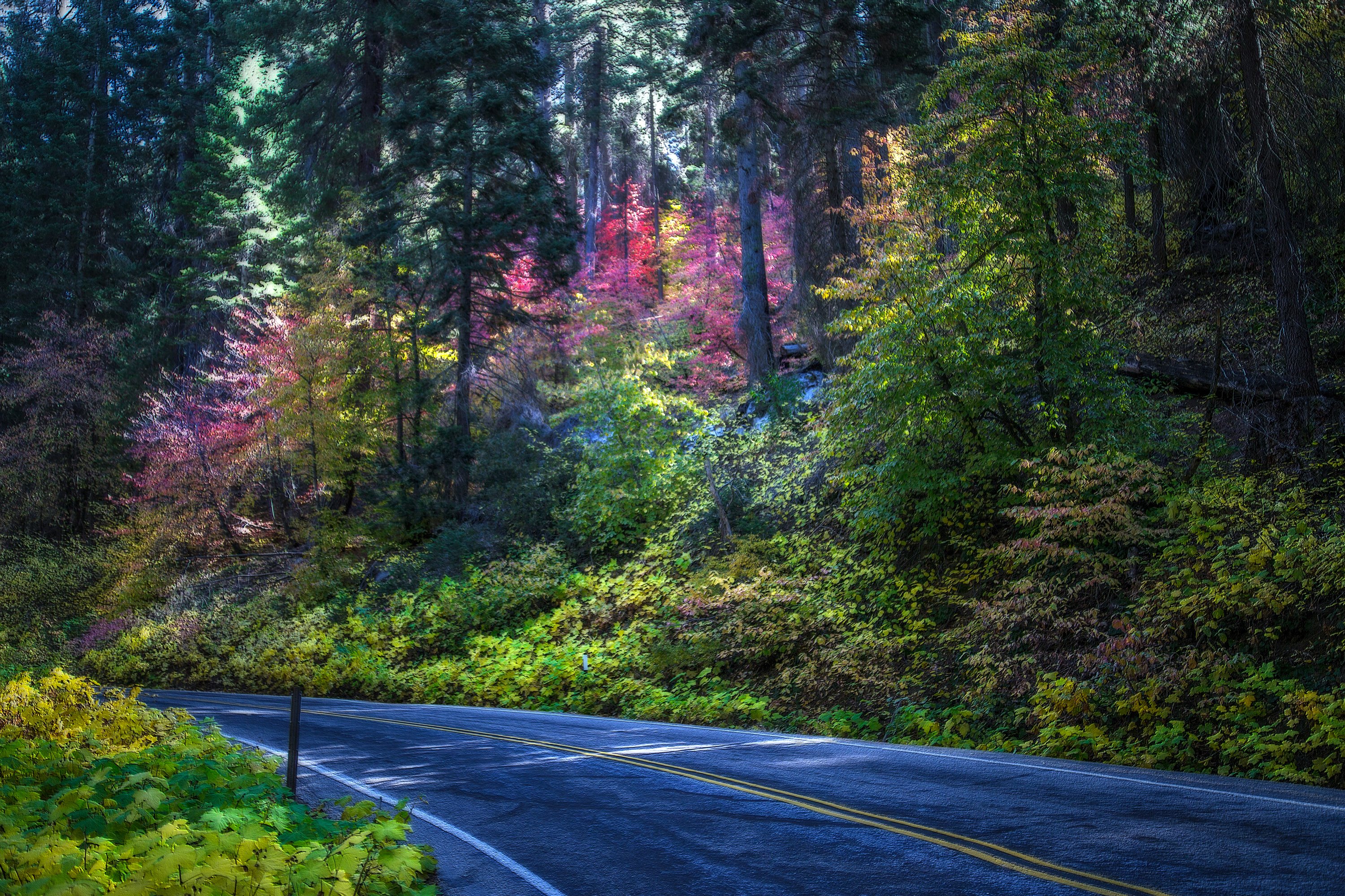 usa, Parks, Roads, Trees, Sequoia, National, Park, Nature Wallpaper