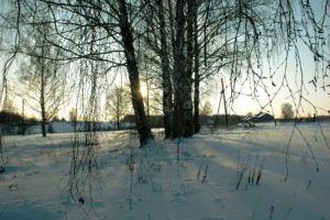 winter, Birch, Trees, Branches, Snow, Nature