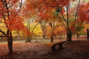 autumn, Parks, Trees, Nature