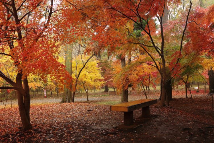 autumn, Parks, Trees, Nature HD Wallpaper Desktop Background