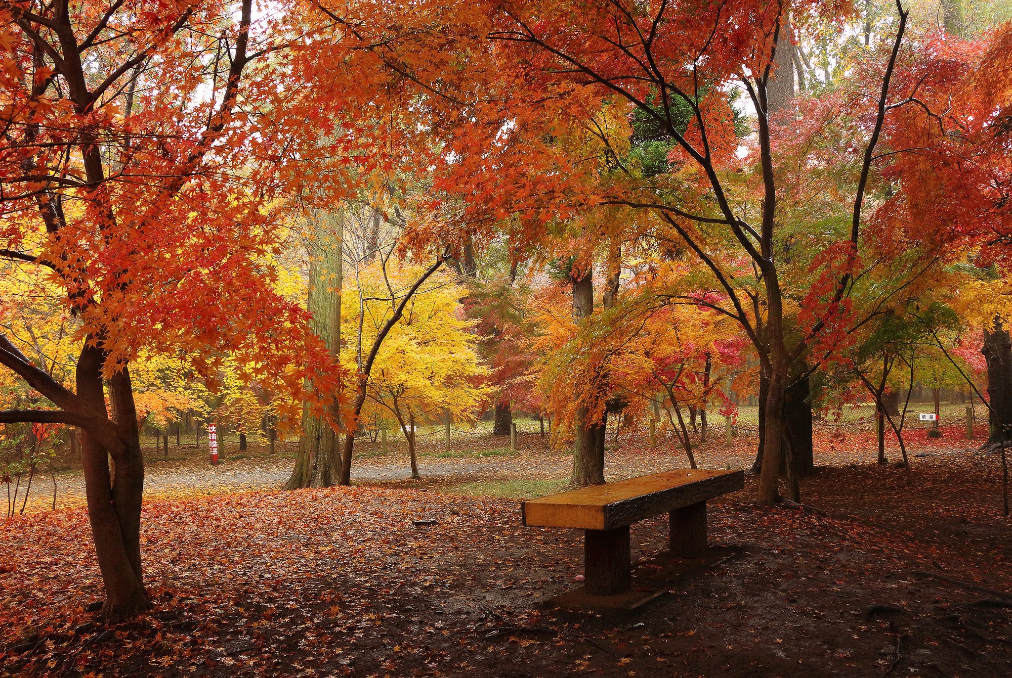 autumn, Parks, Trees, Nature Wallpaper