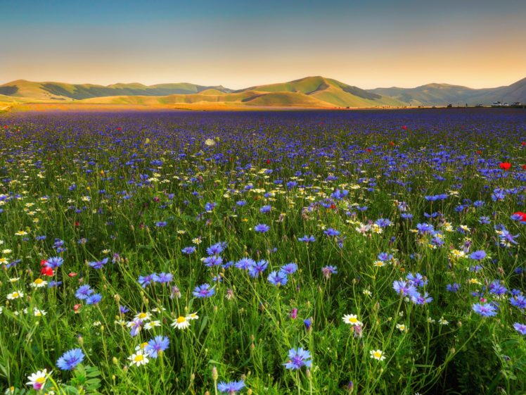 scenery, Fields, Cornflowers, Camomiles, Nature, Flowers HD Wallpaper Desktop Background