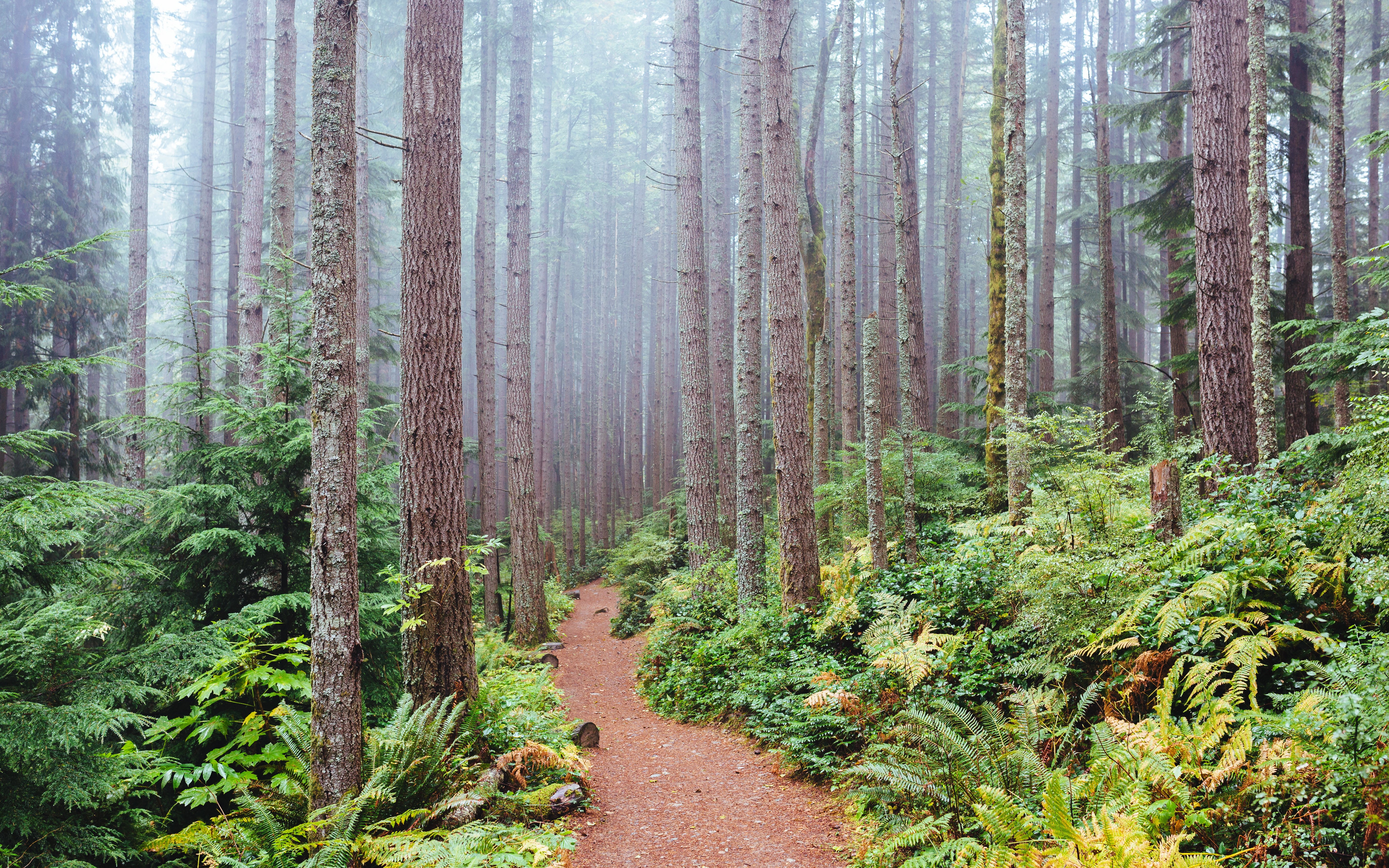 usa, Forests, Washington, Trunk, Tree, Trail, Issaquah, Nature Wallpaper