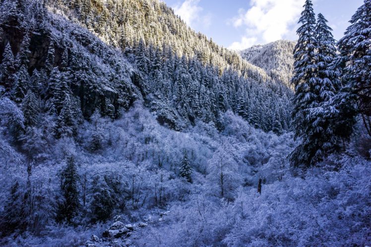 winter, Forests, Snow, Fir, Nature HD Wallpaper Desktop Background