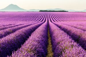 fields, Lavandula, Violet, Nature