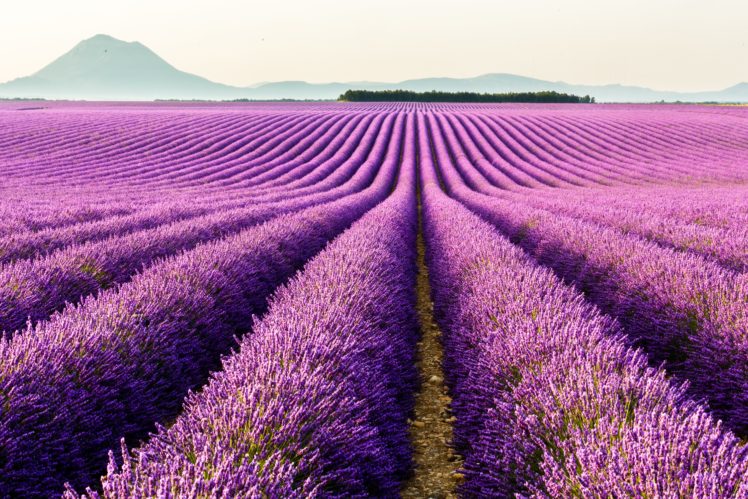fields, Lavandula, Violet, Nature HD Wallpaper Desktop Background