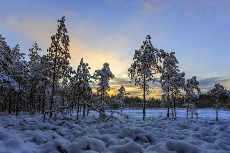 seasons, Winter, Evening, Trees, Snow, Nature HD Wallpaper Desktop Background