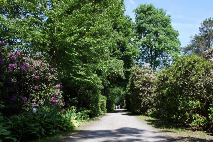 switzerland, Parks, Rhododendron, Shrubs, Trees, Park, Seleger, Moor, Nature HD Wallpaper Desktop Background