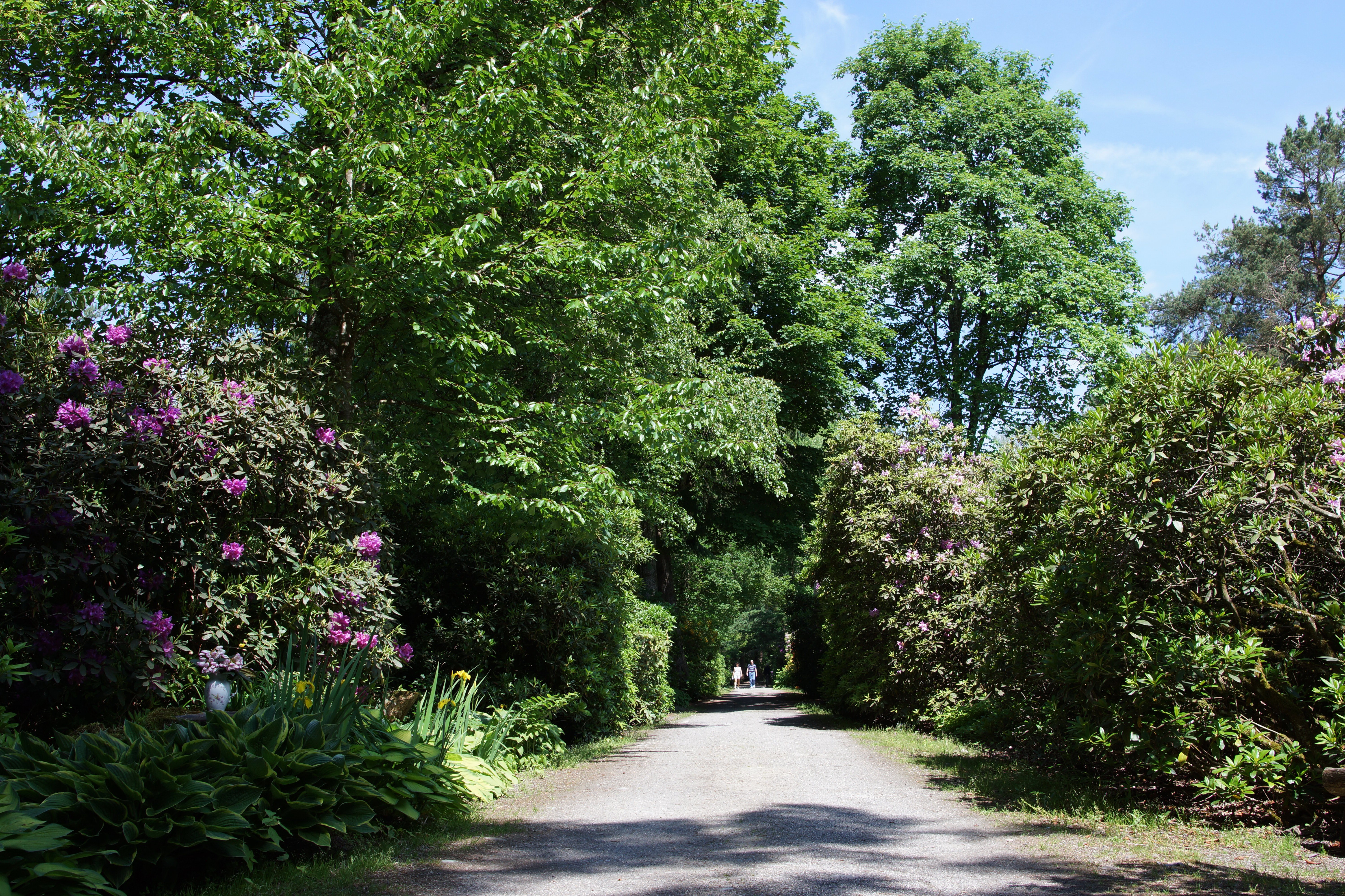 switzerland, Parks, Rhododendron, Shrubs, Trees, Park, Seleger, Moor, Nature Wallpaper