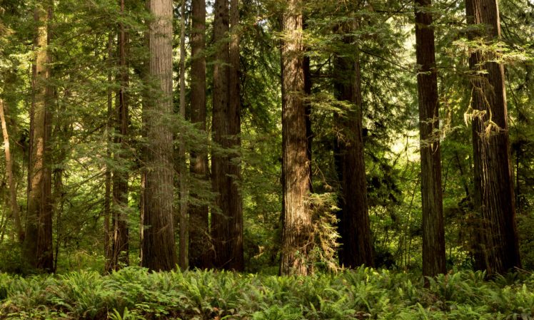 usa, Parks, Forests, California, Trunk, Tree, Redwood, National, State, Parks, Nature HD Wallpaper Desktop Background