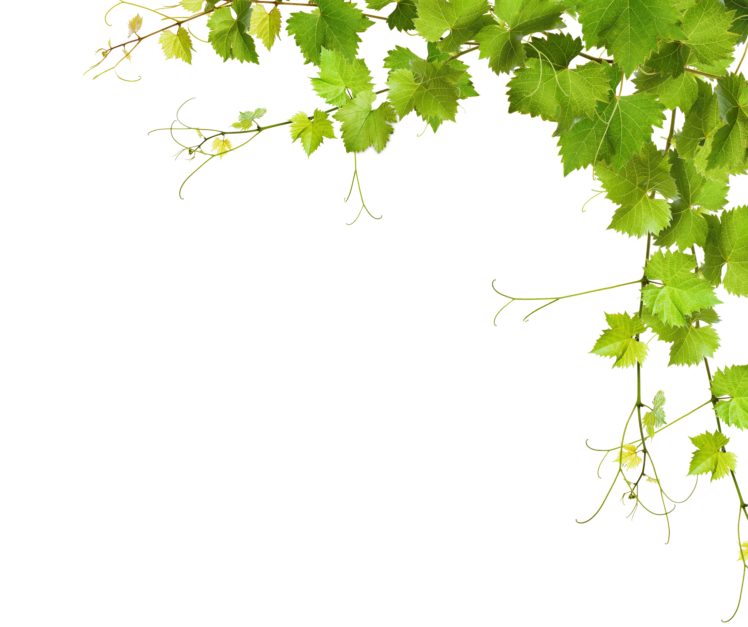 closeup, Foliage, Branches, Template, Greeting, Card, Nature HD Wallpaper Desktop Background