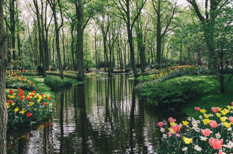 pond, Gardens, Tulips, Netherlands, Trees, Keukenhof, Nature HD Wallpaper Desktop Background