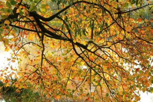 autumn, Branches, Foliage, Nature