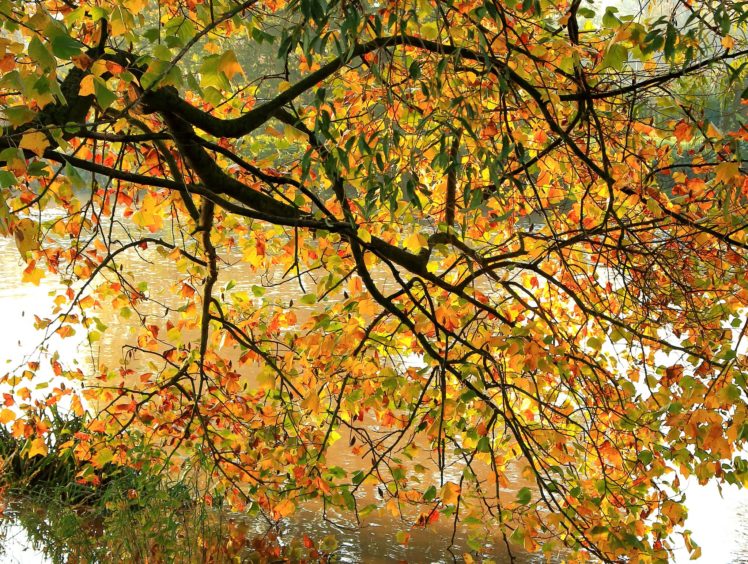 autumn, Branches, Foliage, Nature HD Wallpaper Desktop Background