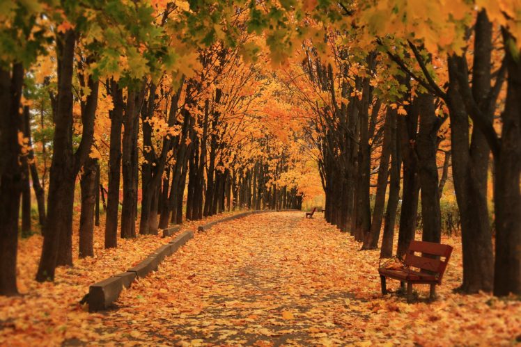 autumn, Parks, Avenue, Bench, Trees, Nature HD Wallpaper Desktop Background