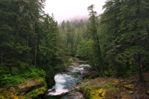 usa, Forests, Rivers, Washington, Lewis, Nature