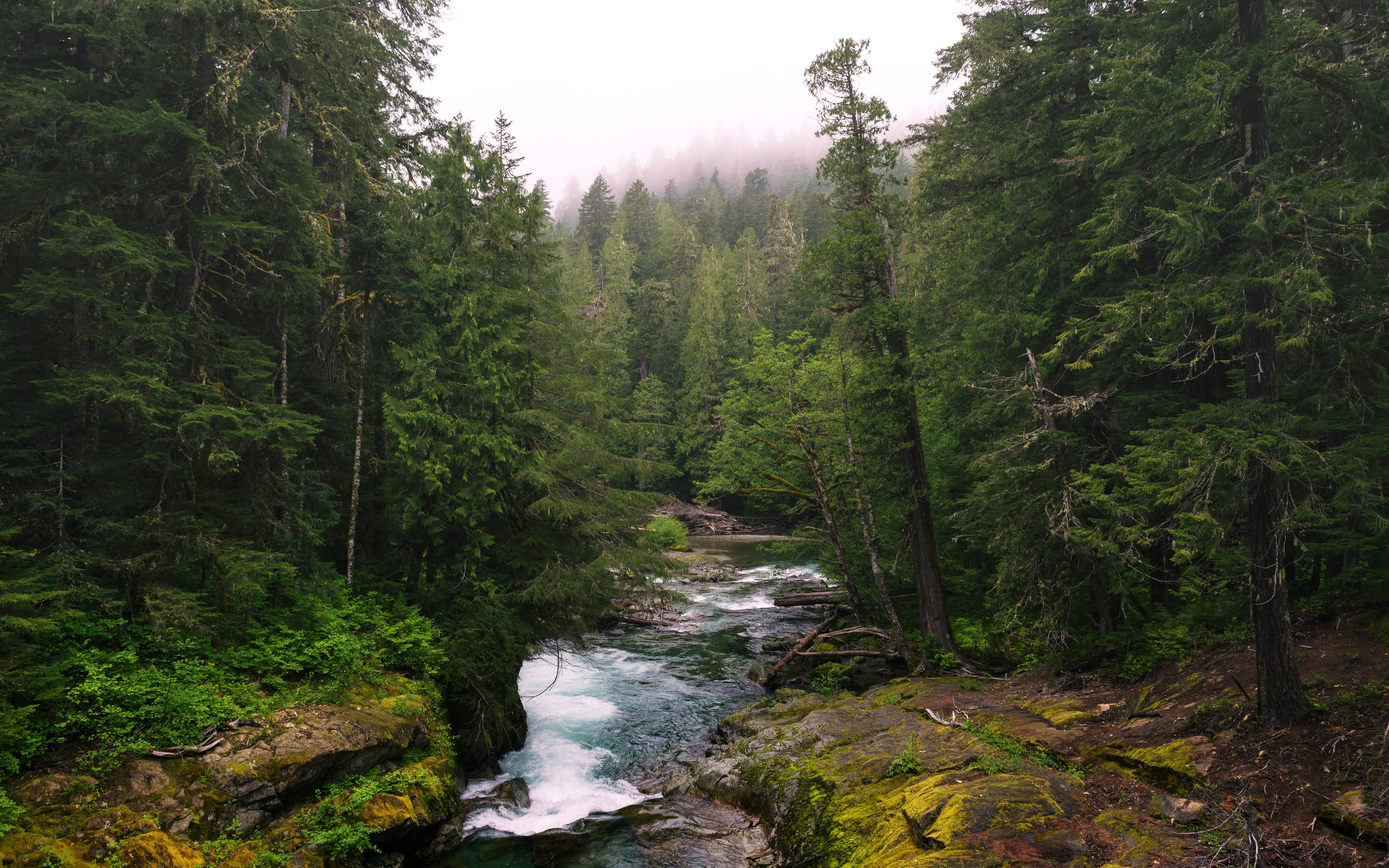 usa, Forests, Rivers, Washington, Lewis, Nature Wallpaper