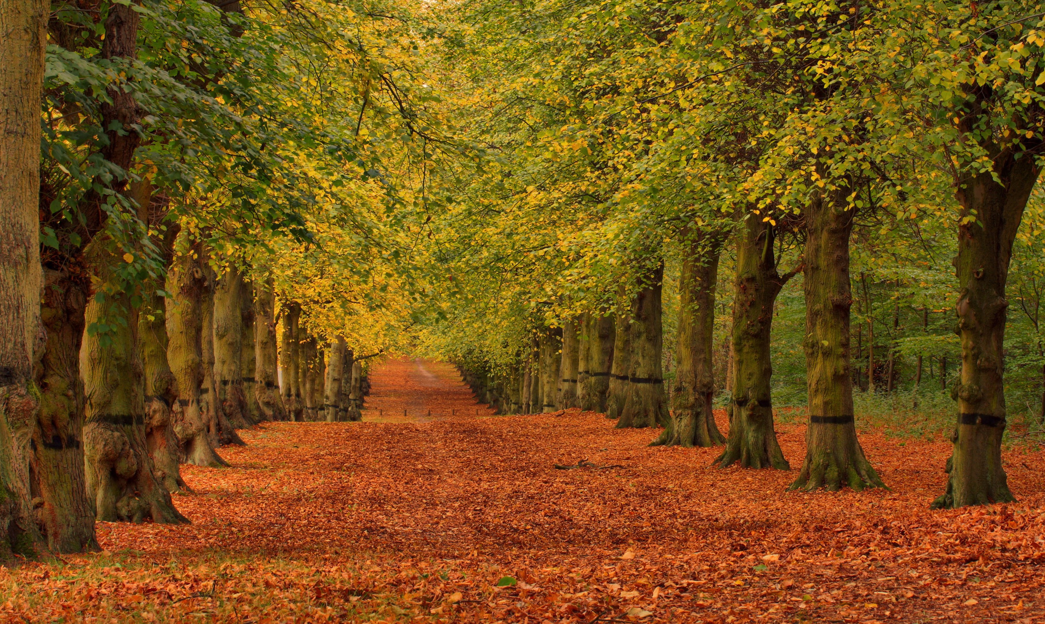 autumn, Trees, Foliage, Avenue, Nature Wallpaper