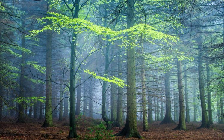 Forests United Kingdom Trunk Tree Fog Darley Moor Nature