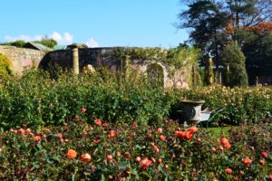 england, Gardens, Roses, Shrubs, Hever, Castle, Gardens, Nature