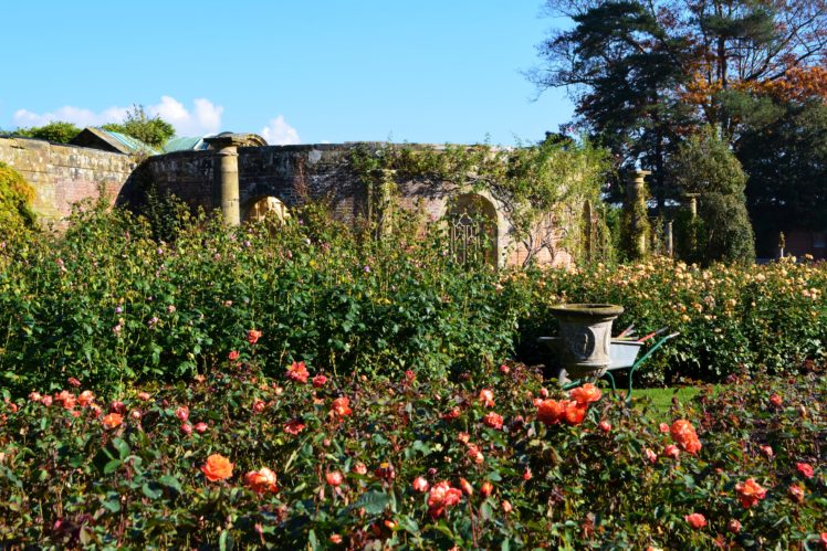 england, Gardens, Roses, Shrubs, Hever, Castle, Gardens, Nature HD Wallpaper Desktop Background