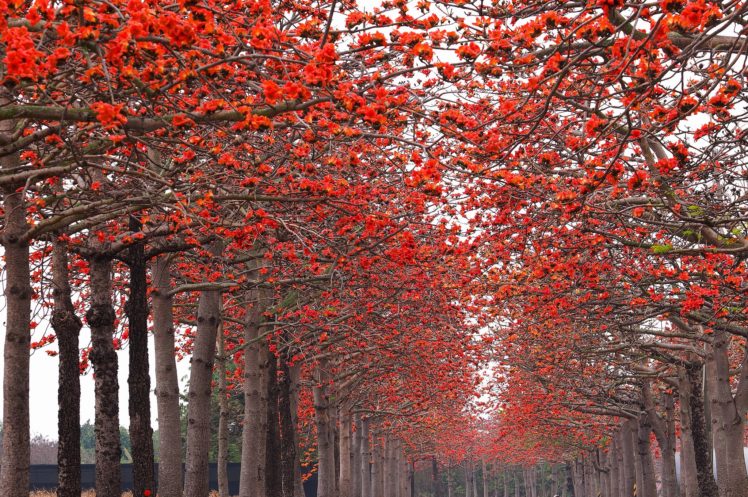 autumn, Parks, Avenue, Trees, Nature HD Wallpaper Desktop Background