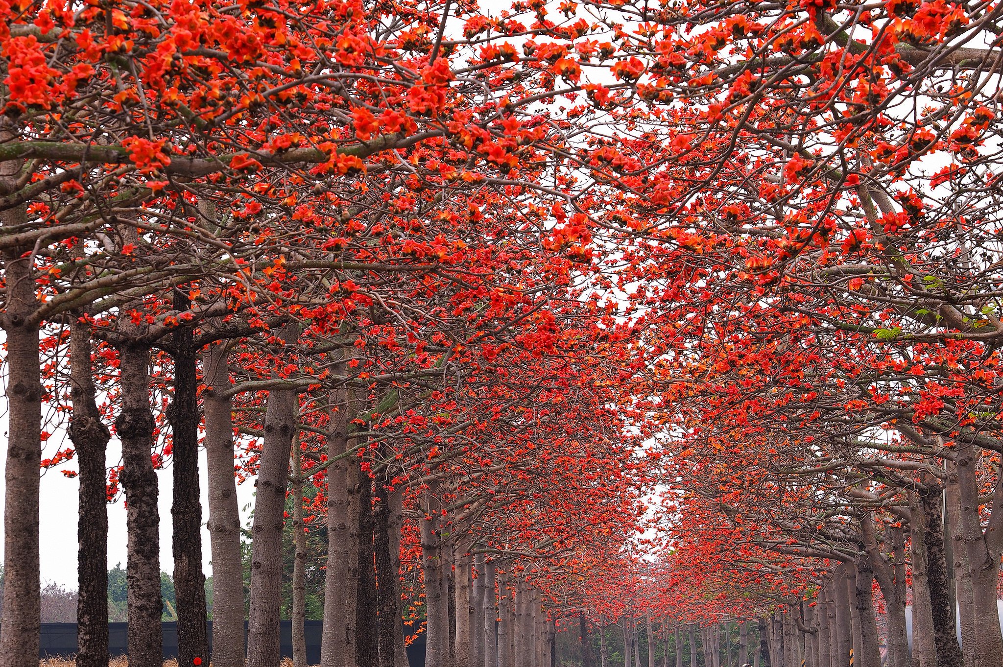 autumn, Parks, Avenue, Trees, Nature Wallpaper