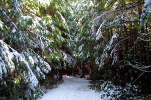 canada, Forests, Winter, Fir, Snow, Trail, Ucluelet, Nature