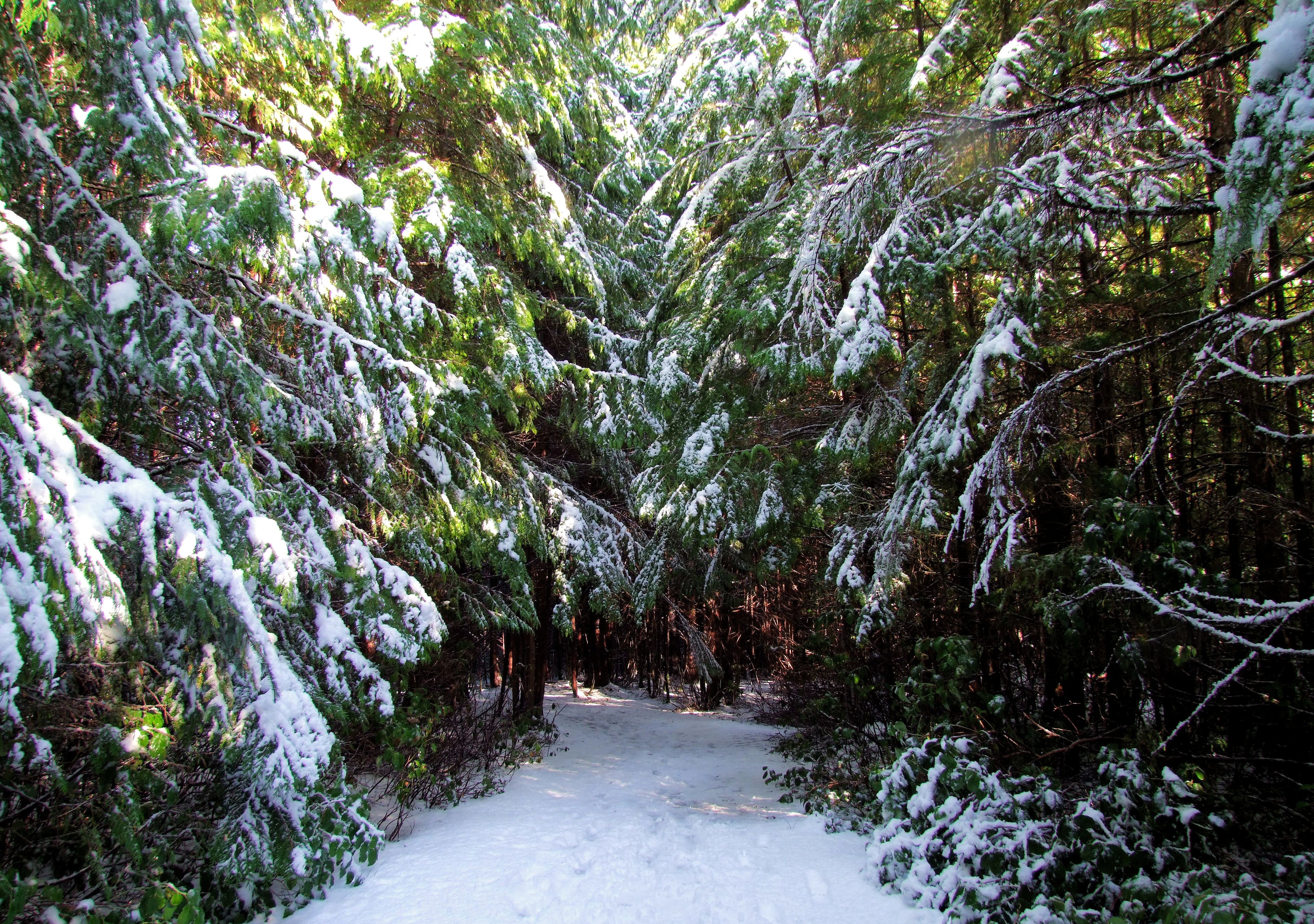 canada, Forests, Winter, Fir, Snow, Trail, Ucluelet, Nature Wallpaper