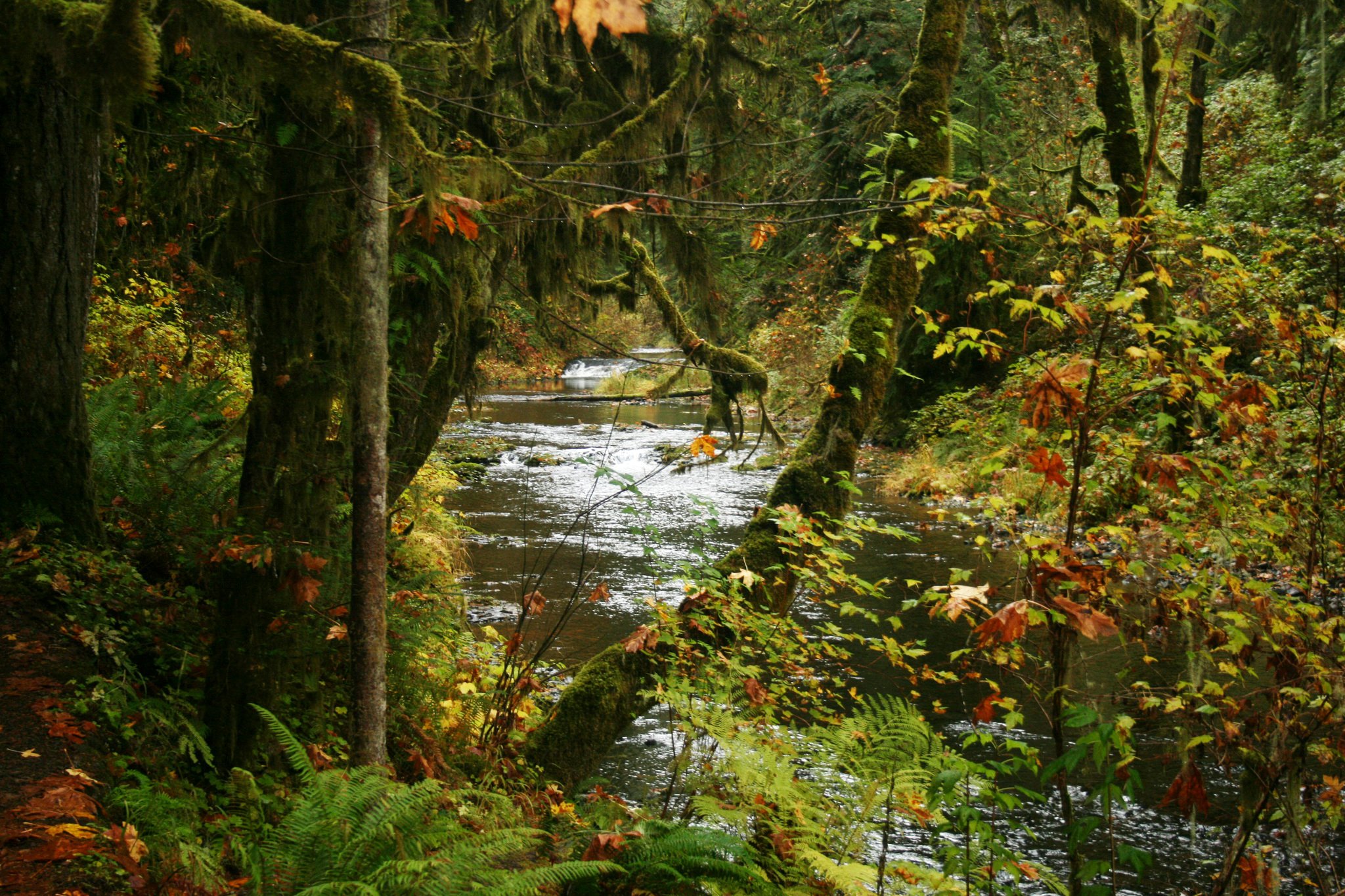 usa, Parks, Rivers, Forests, Autumn, Silver, Falls, State, Park, Nature Wallpaper