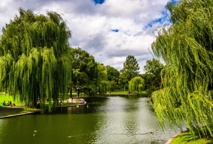 usa, Parks, Lake, Trees, Boston, Massachusetts, Nature HD Wallpaper Desktop Background