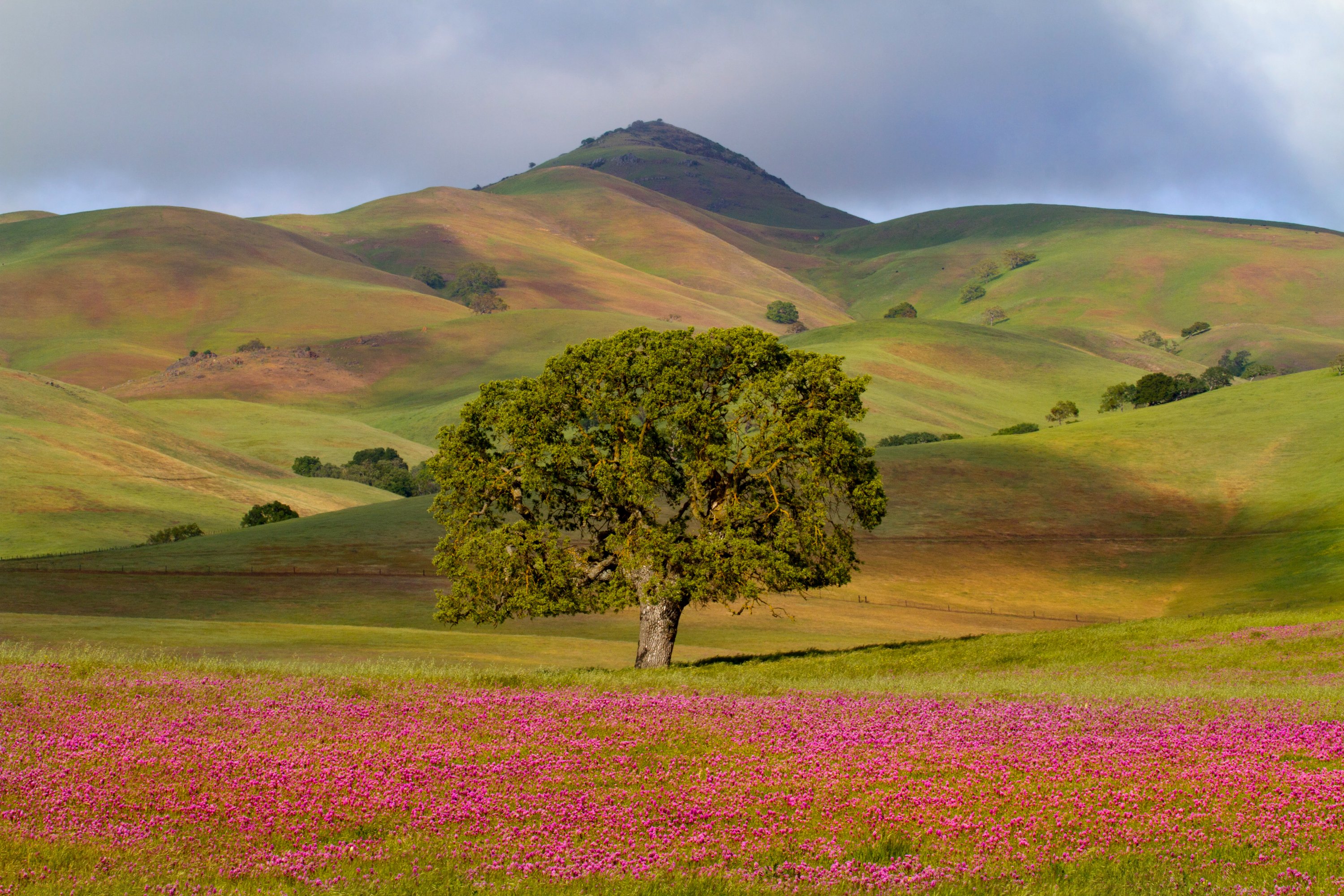 usa, Scenery, Grasslands, Mountains, California, Trees, Nature Wallpaper